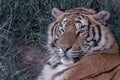 Portrait of an Indian tiger lying in the grass  Panthera tigris tigris Royalty Free Stock Photo