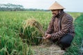 Indonesian farmer checking rice grain quality in the field Royalty Free Stock Photo