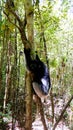 Portrait of Indri Indri lemur at the tree, Atsinanana region, Madagascar