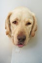 Portrait of injured labrador dog