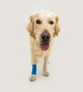 Portrait injured labrador retriever puppy dog with a bandage in a leg. on white background