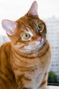 Portrait of the smart red cat. Royalty Free Stock Photo