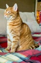 Funny strange portrait of the smart red cat. Royalty Free Stock Photo