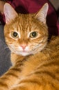 Portrait of the smart red cat. Royalty Free Stock Photo