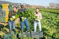 Portrait of international team of farmers on celery plantation on day during harvest