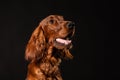 Irish Setter dog isolated on black background Royalty Free Stock Photo