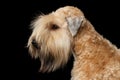 Irish Soft Coated Wheaten Terrier on Isolated Black Background