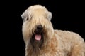 Irish Soft Coated Wheaten Terrier on Isolated Black Background Royalty Free Stock Photo