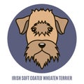 Portrait of Irish Soft Coated Wheaten Terrier. Vector illustrati