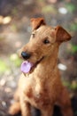 Portrait of Irish Terrier close-up. The view from the top