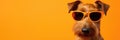 Portrait Irish Terrier Dog With Heart Shaped Sunglasses Orange Background Irish Terriers, Heart Shap