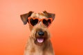 Portrait Irish Terrier Dog With Heart Shaped Sunglasses Orange Background