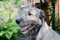 Portrait of an Irish wolfhound on a blurred green background. A large gray dog looks forward with interest. Selective Royalty Free Stock Photo