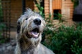 Portrait of an Irish wolfhound on a blurred green background. A large gray dog looks forward with interest. Selective Royalty Free Stock Photo