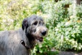 Portrait of an Irish wolfhound on a blurred green background. A large gray dog looks forward with interest. Selective Royalty Free Stock Photo
