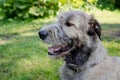 Portrait of an Irish wolfhound on a blurred green background. A large gray dog looks forward with interest. Selective Royalty Free Stock Photo