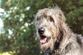 Portrait of an Irish wolfhound on a blurred green background Royalty Free Stock Photo
