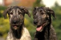 Portrait of Irish Wolfhound Dog Royalty Free Stock Photo