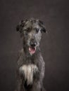 Portrait of an Irish wolfhound. Dog on a brown canvas background in the studio. Royalty Free Stock Photo