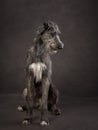Portrait of an Irish wolfhound. Dog on a brown canvas background in the studio. Royalty Free Stock Photo