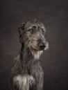 Portrait of an Irish wolfhound. Dog on a brown canvas background in the studio. Royalty Free Stock Photo