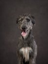 Portrait of an Irish wolfhound. Dog on a brown canvas background in the studio. Royalty Free Stock Photo