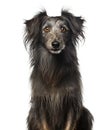Portrait of Irish Wolfhound in front of a white backgroung