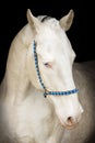 Portrait of isabella horse