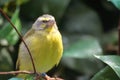 Closeup image of isolated Citril finch