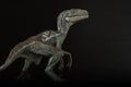 Portrait of a velociraptor on black background Royalty Free Stock Photo