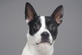 Portrait of isolated on gray purebred boston terrier dog Royalty Free Stock Photo