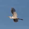 Portrait isolated great white egret egretta alba, spread wings, blue sky Royalty Free Stock Photo