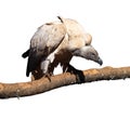 Portrait Isolated Picture of Large Vulture on Branch Royalty Free Stock Photo