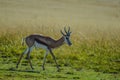 Portrait of an Isolated springbok national animal of South Africa