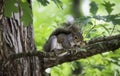 Portrait of an isolated squirrel resting in a tree Royalty Free Stock Photo