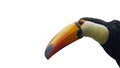 Portrait of a isolated toucan