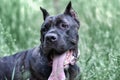 Portrait Italian cane Corso in the Park on the green lawn