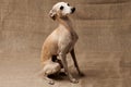 Portrait of Italian Greyhound male dog posing  on beige studio Royalty Free Stock Photo