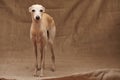 Portrait of Italian Greyhound male dog posing  on beige studio Royalty Free Stock Photo