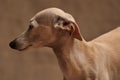 Portrait of Italian Greyhound male dog posing  on beige studio Royalty Free Stock Photo