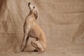 Portrait of Italian Greyhound male dog posing  on beige studio Royalty Free Stock Photo