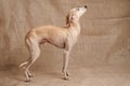 Portrait of Italian Greyhound male dog posing  on beige studio Royalty Free Stock Photo