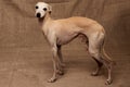 Portrait of Italian Greyhound male dog posing isolated on beige studio Royalty Free Stock Photo