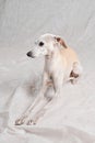 Portrait of Italian Greyhound male dog posing  on white background Royalty Free Stock Photo