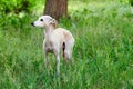 Portrait of Italian Greyhound male dog walking in green grass field, happy puppy Royalty Free Stock Photo