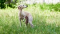 Portrait of Italian Greyhound male dog walking in green grass field, happy puppy Royalty Free Stock Photo