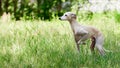 Portrait of Italian Greyhound male dog walking in green grass field, happy puppy Royalty Free Stock Photo