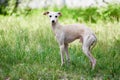 Portrait of Italian Greyhound male dog walking in green grass field, happy puppy Royalty Free Stock Photo