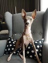 Portrait of Italian Greyhound puppy, blue colour sitting on the sofa at cozy living room Royalty Free Stock Photo