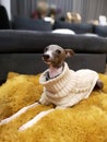 Portrait of Italian Greyhound puppy with the knitting sweater, blue colour sitting on the yellow pillow at cozy living room Royalty Free Stock Photo